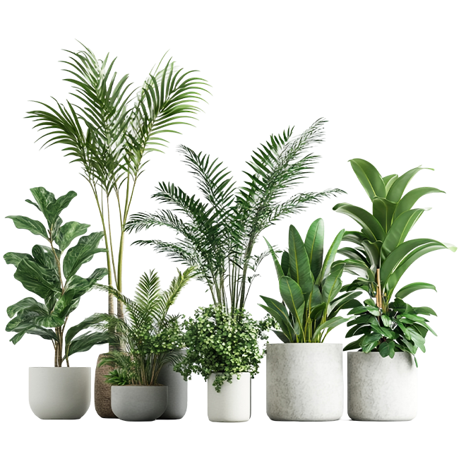 plantas 1