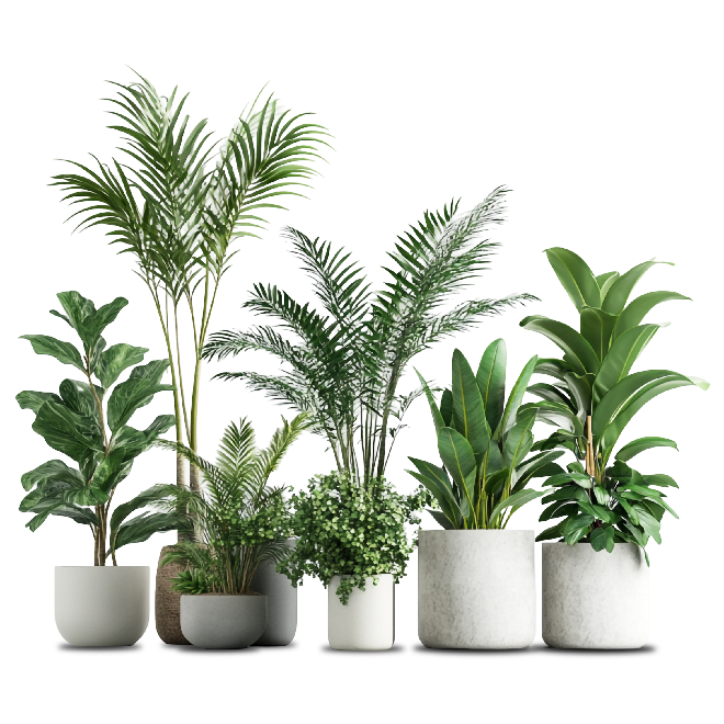 plantas